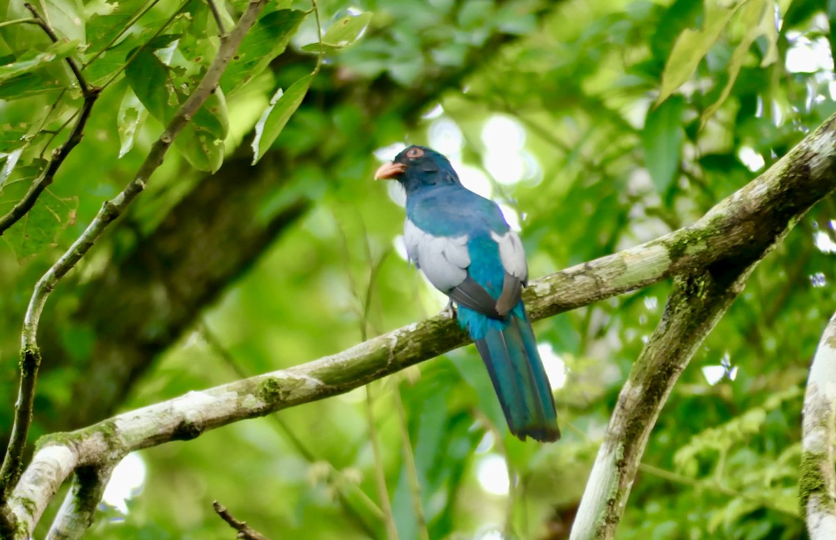 oransjenebbtrogon - ML622022064