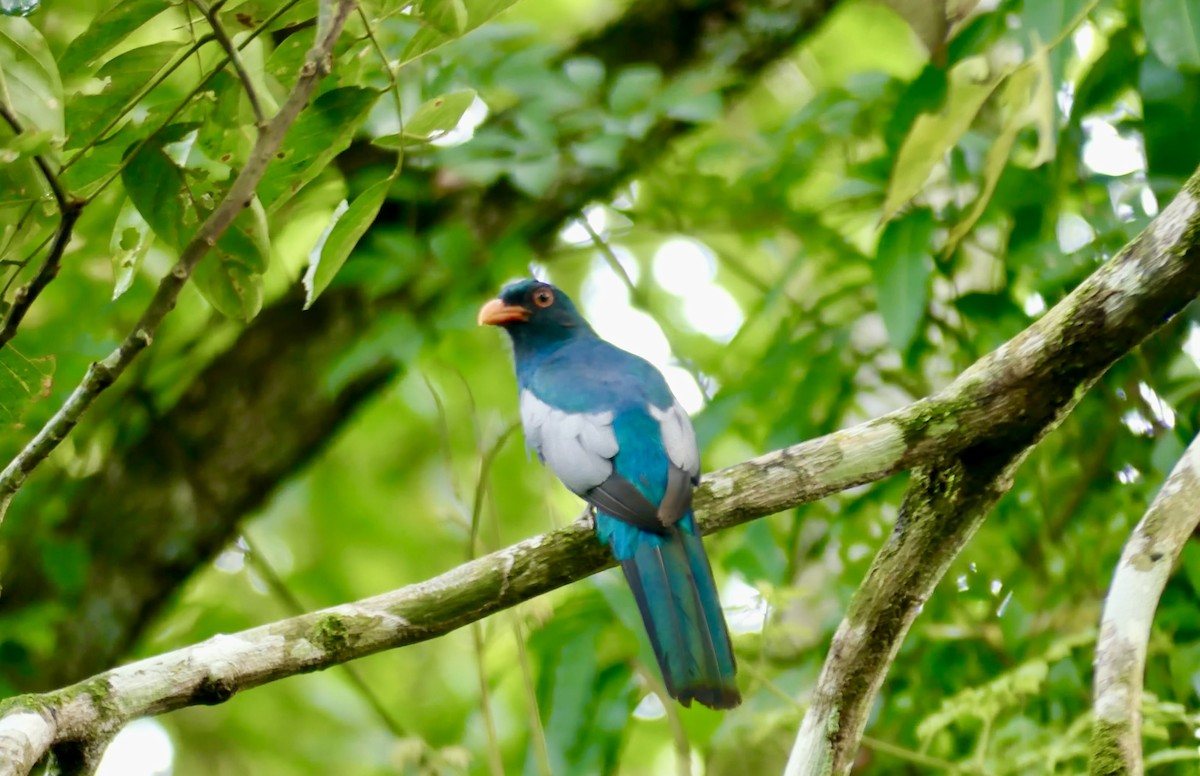 Trogon de Masséna - ML622022068