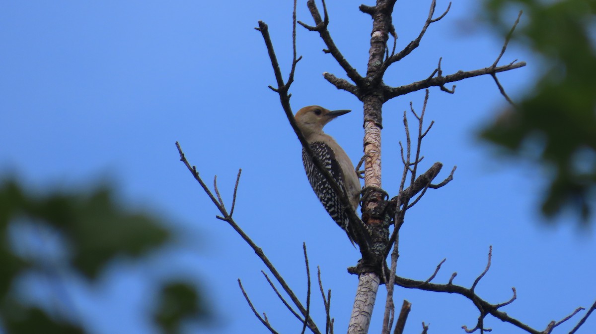 Red-bellied Woodpecker - Richard Fleming