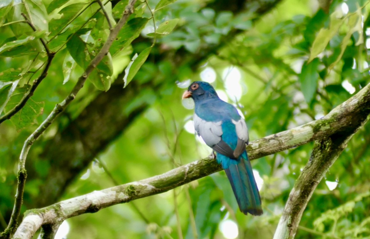 Trogon de Masséna - ML622022075