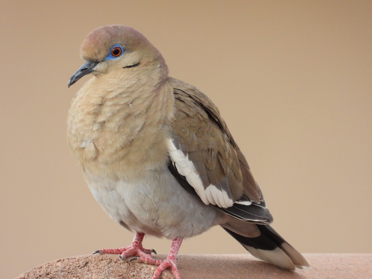 White-winged Dove - Arran Fife
