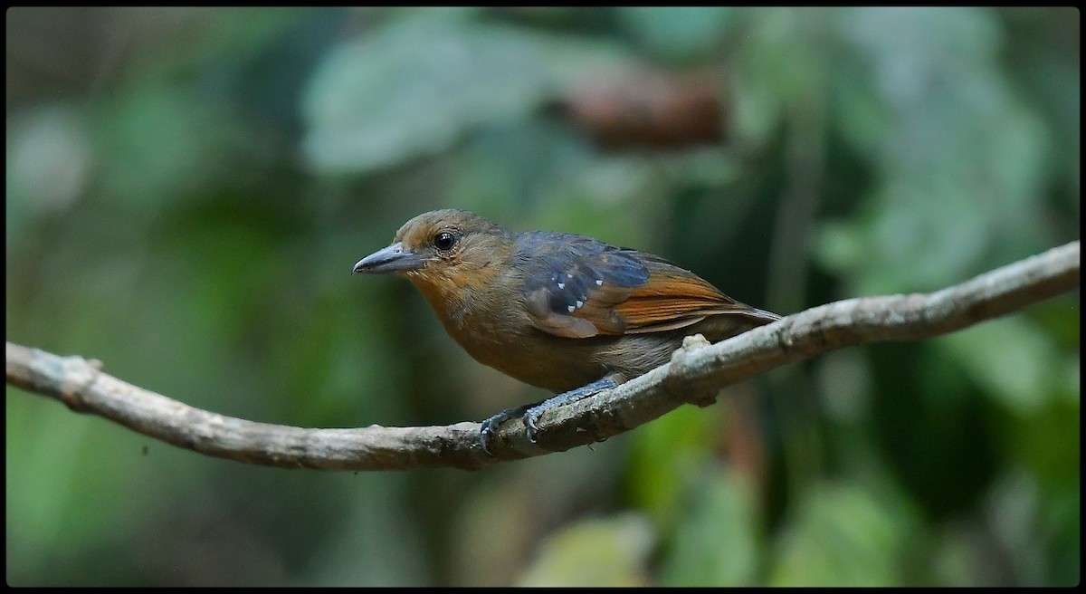 Spot-winged Antshrike - Beto Guido Méndez