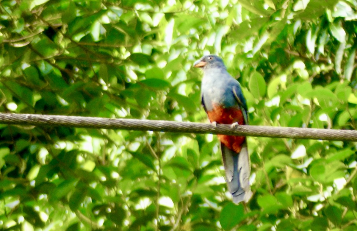 Trogon de Masséna - ML622022104