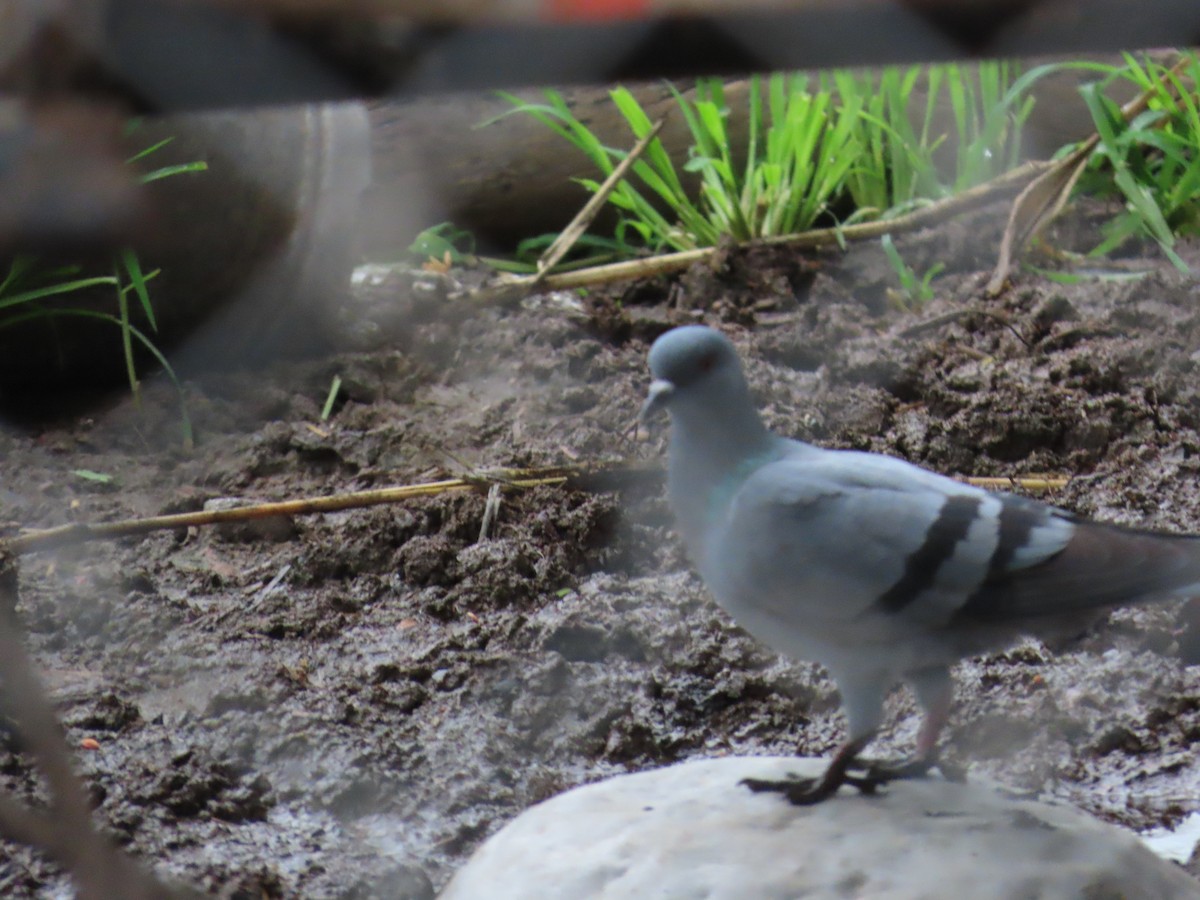 Rock Pigeon (Feral Pigeon) - ML622022106