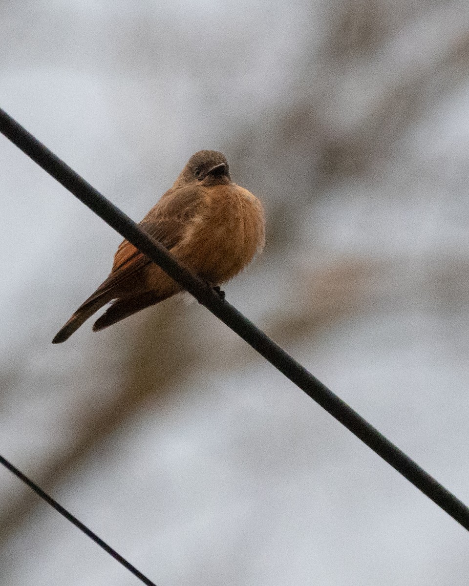 Cliff Flycatcher - Diego Villagran (Freebirds Expediciones)