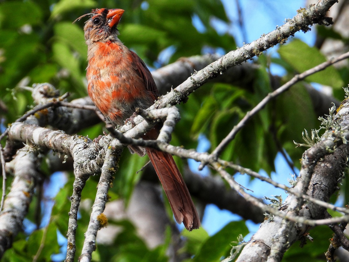 Cardenal Norteño - ML622022138