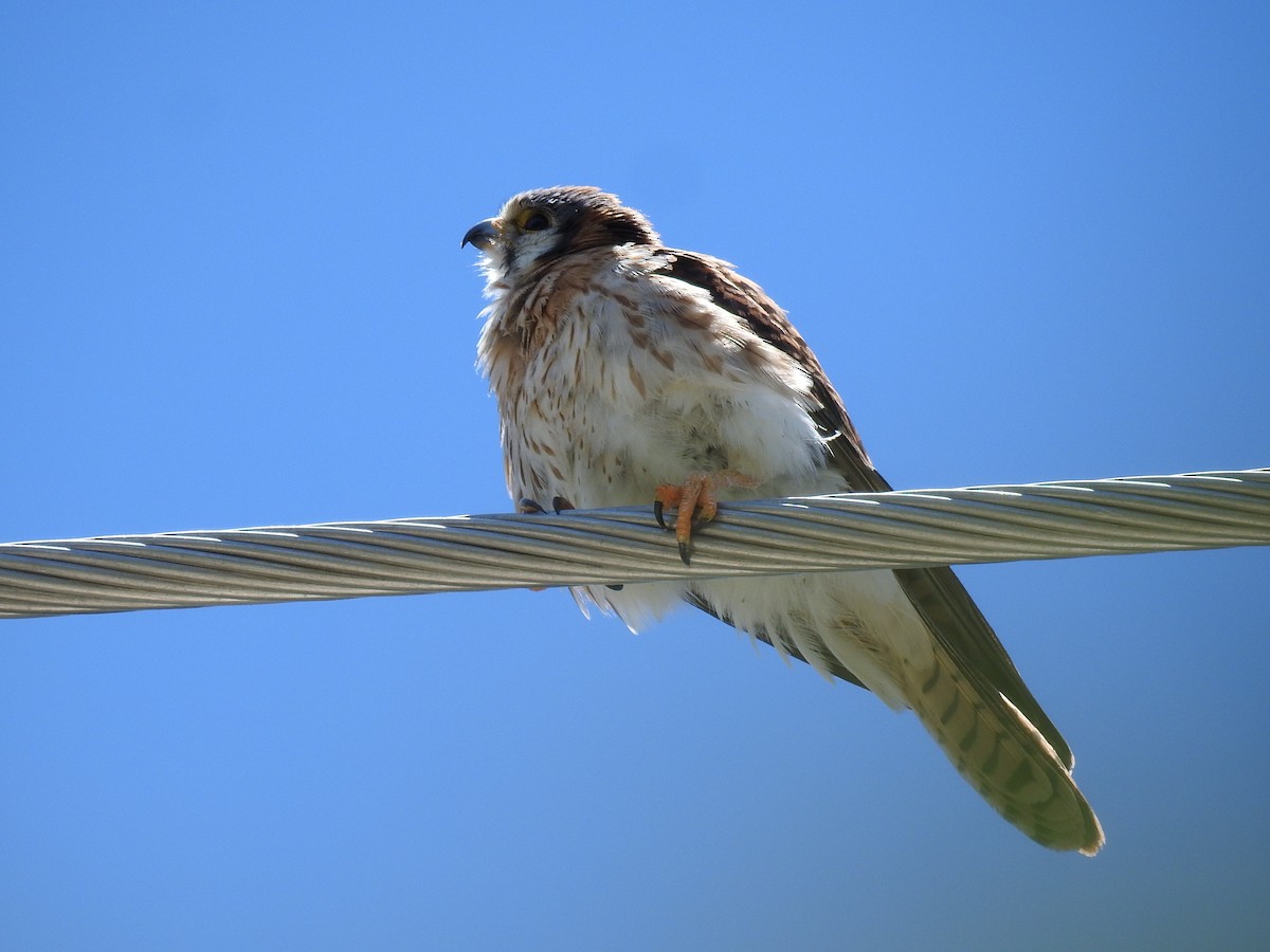 American Kestrel (Hispaniolan) - Coral Avilés Santiago