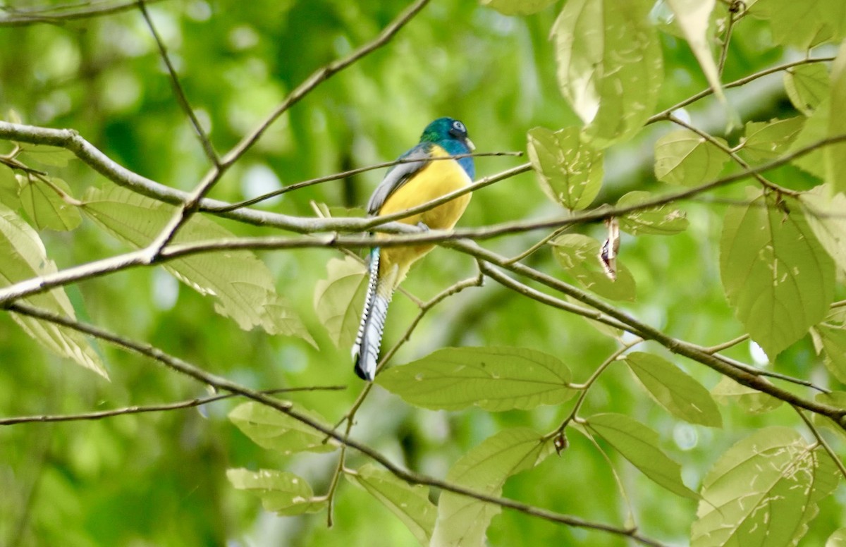 Northern Black-throated Trogon - Jim Mathews