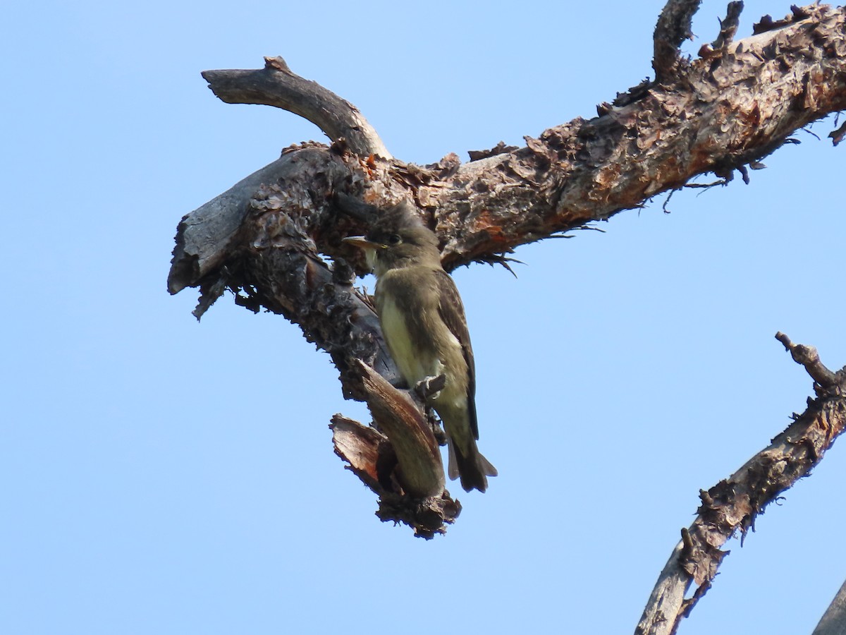 Olive-sided Flycatcher - ML622022161