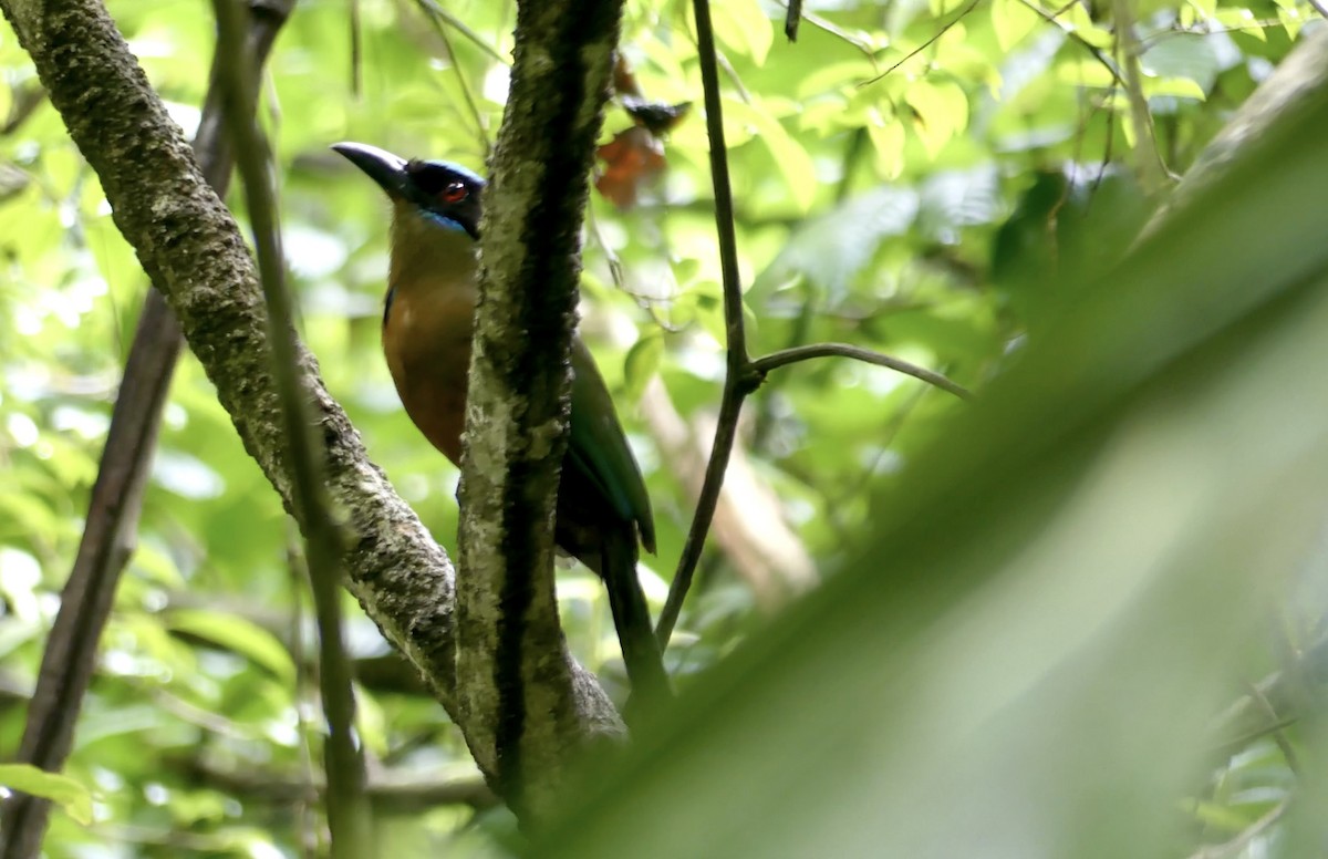 Motmot caraïbe - ML622022169