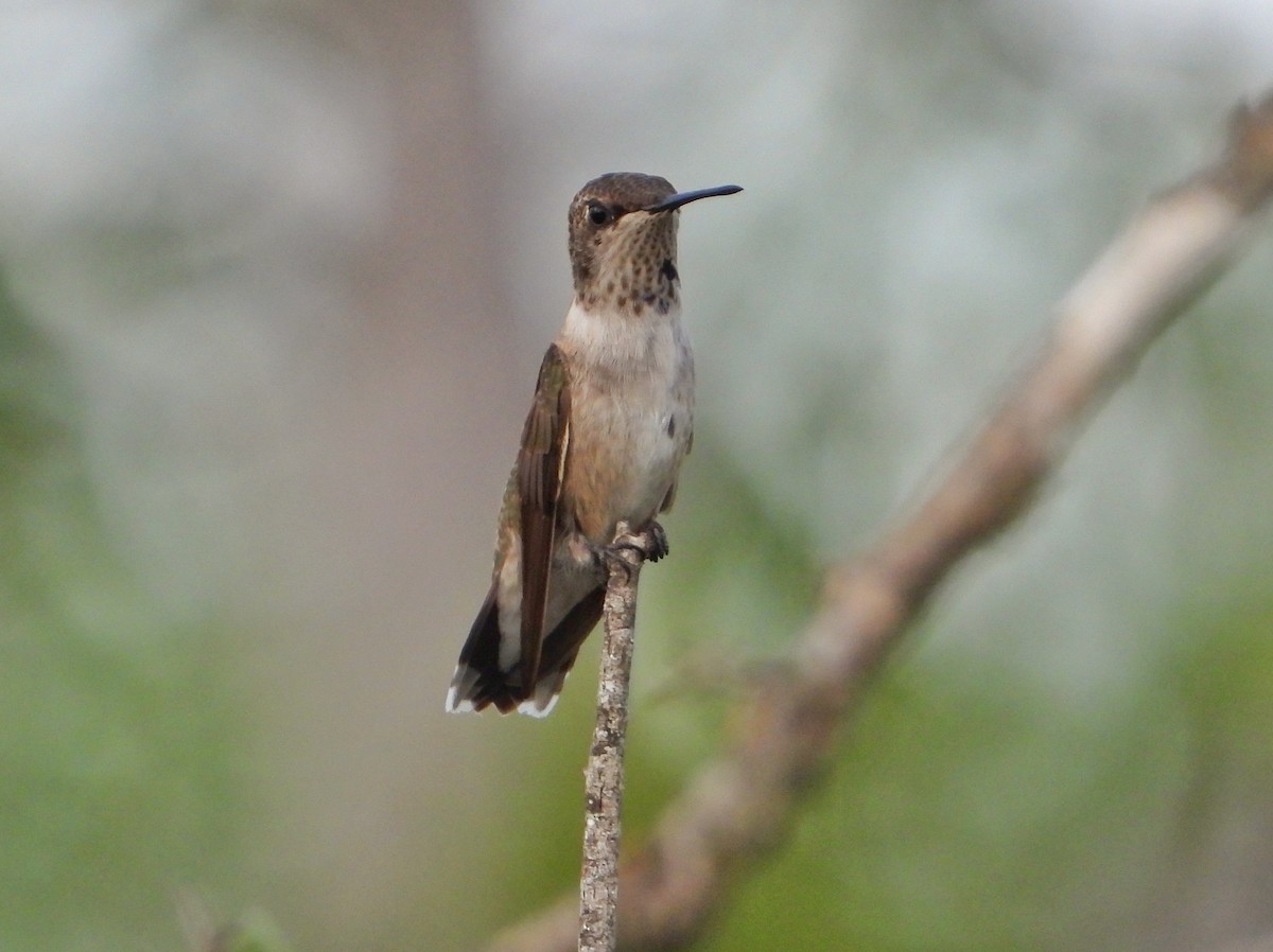 Black-chinned Hummingbird - ML622022175