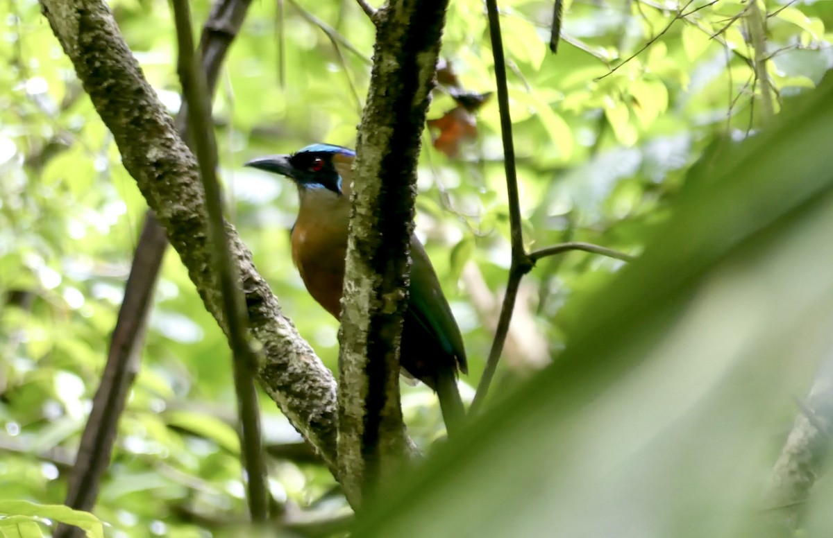 Whooping Motmot - Jim Mathews