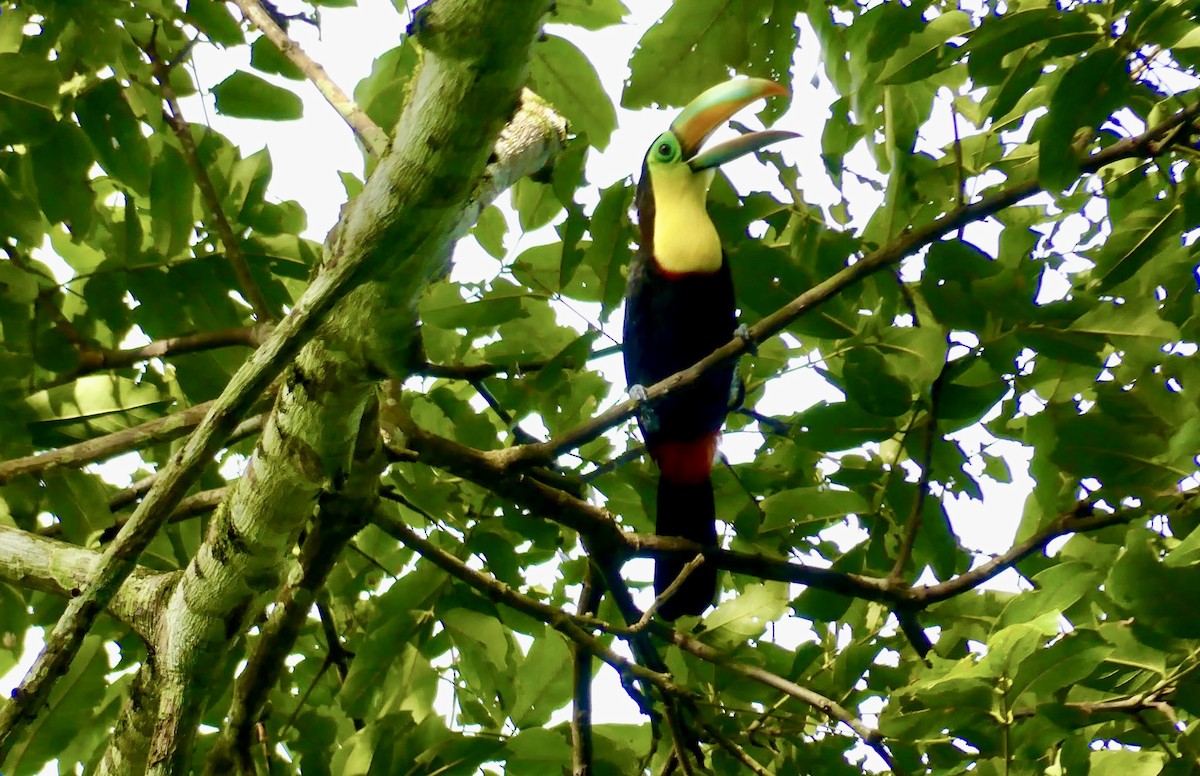 Toucan à carène - ML622022188