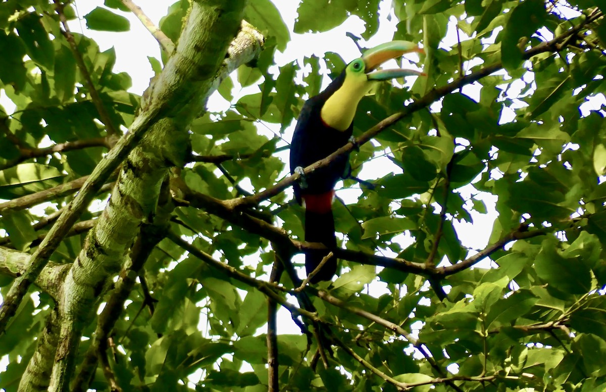 Toucan à carène - ML622022196