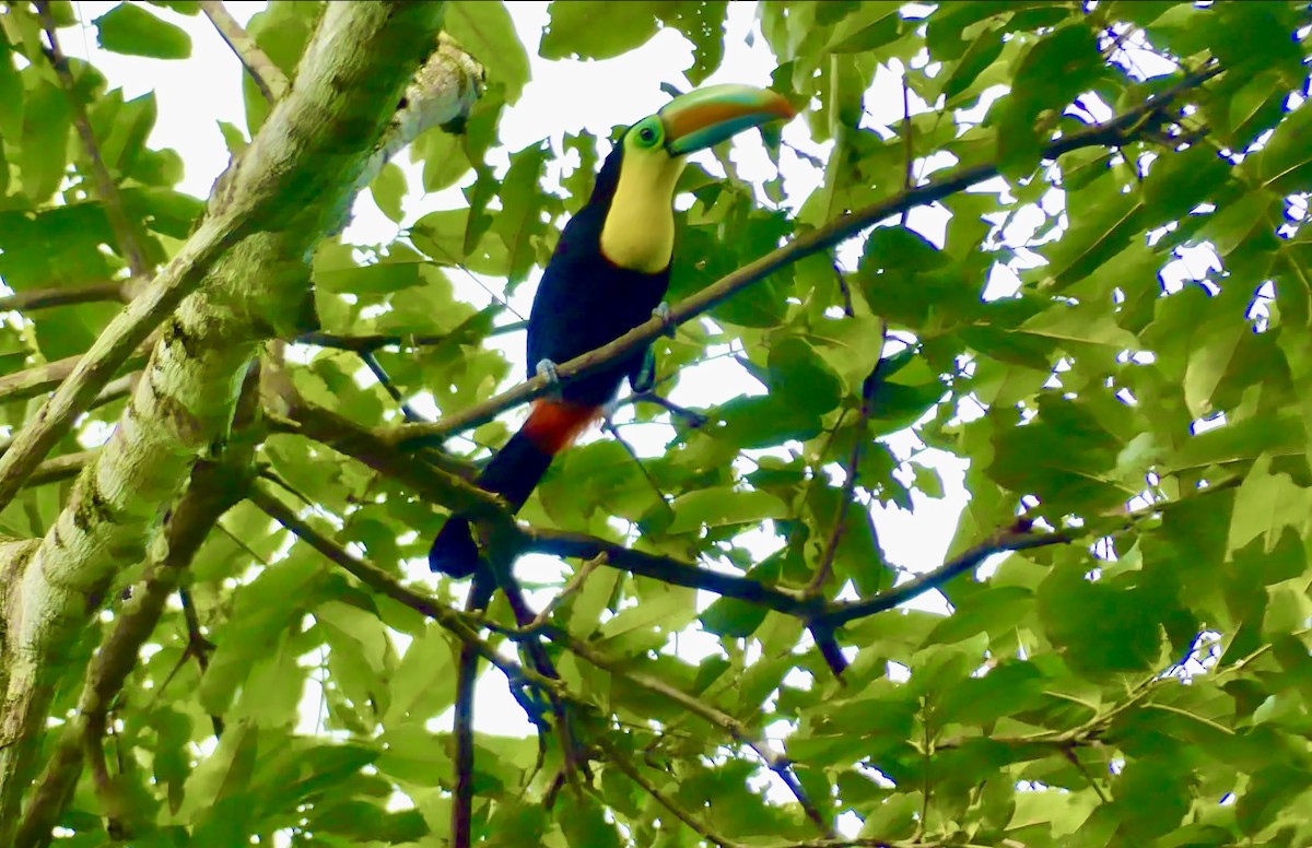 Toucan à carène - ML622022210