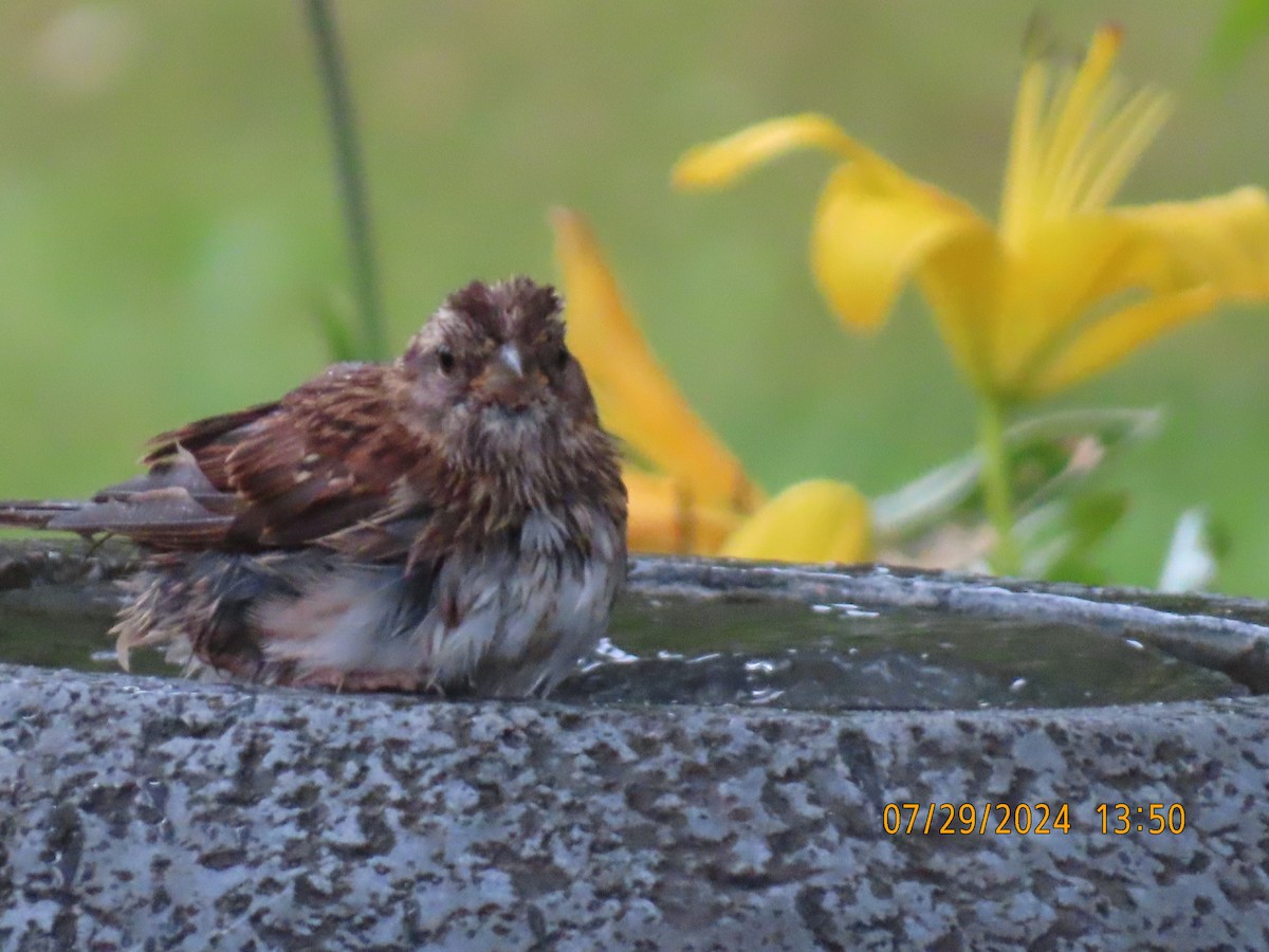 Song Sparrow - gabrielle jastrebski