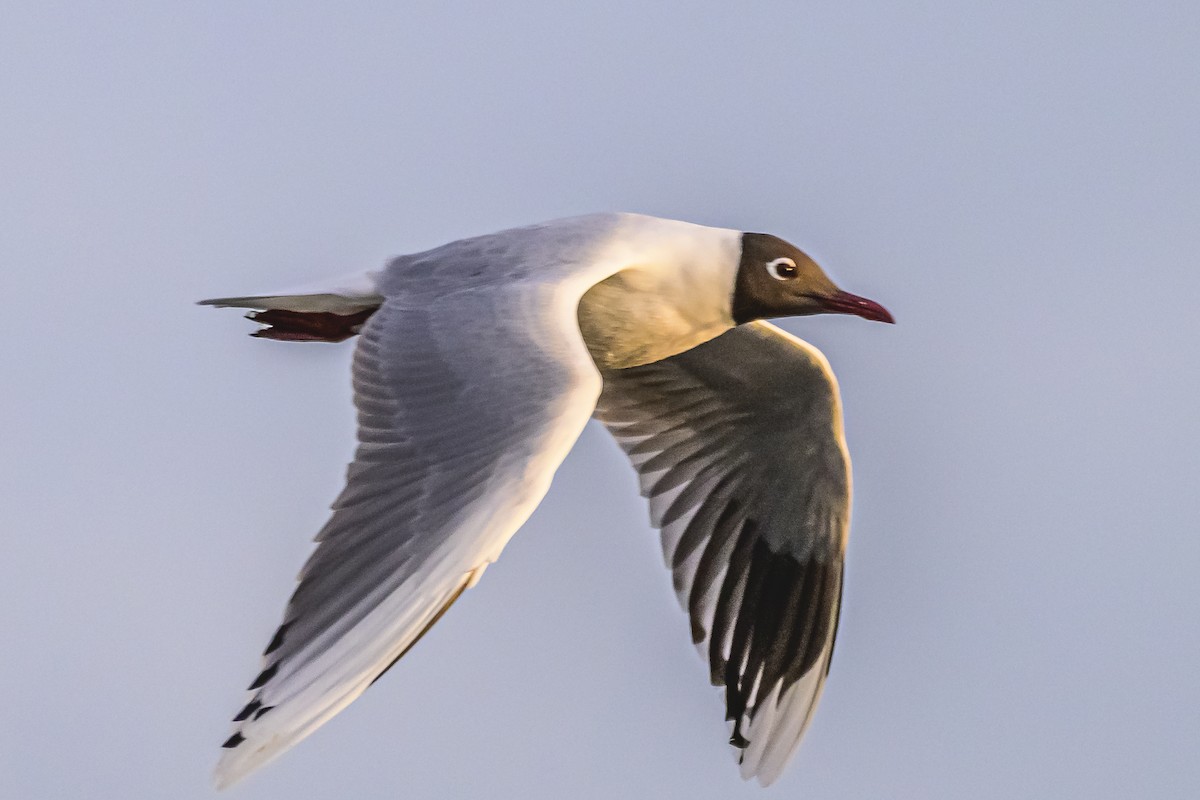 Brown-hooded Gull - Amed Hernández