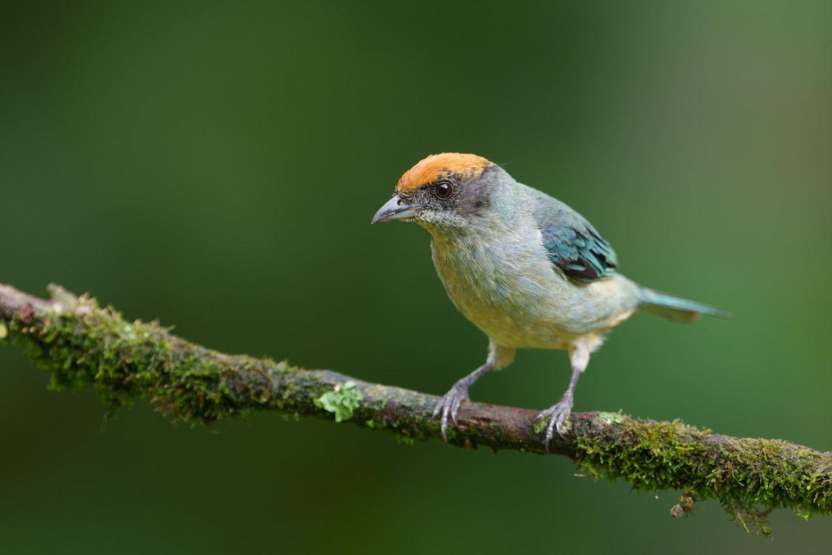Scrub Tanager - ML622022342