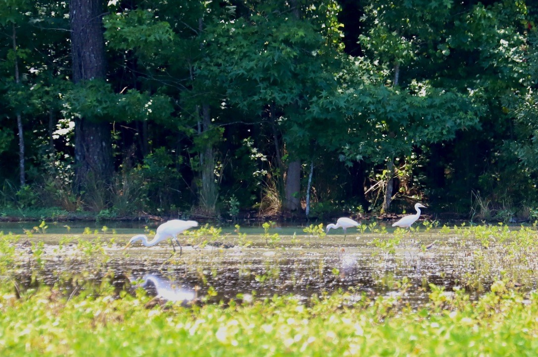 Little Blue Heron - ML622022346