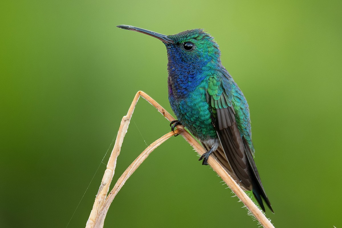 Sapphire-throated Hummingbird - ML622022366