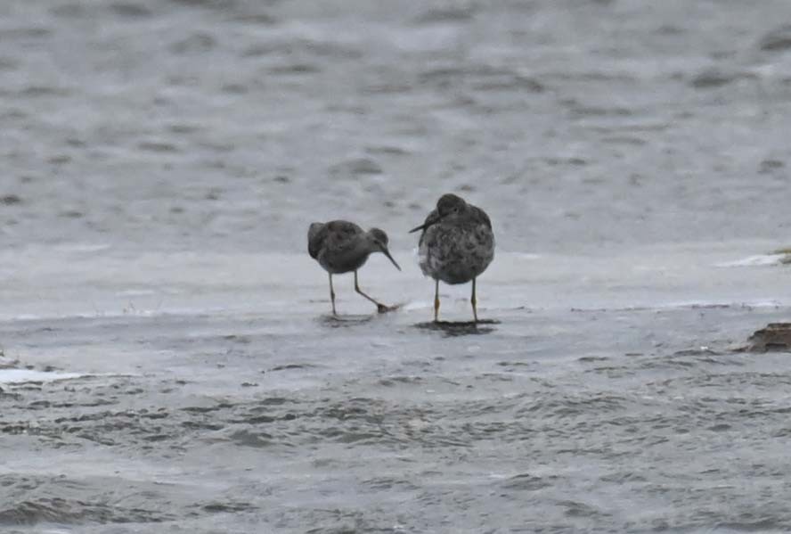 Lesser Yellowlegs - Kathy Marche
