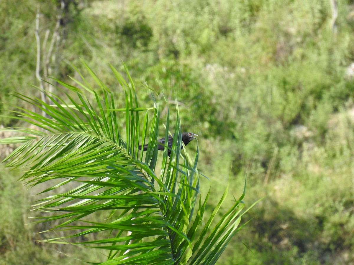 White-necked Crow - ML622022534