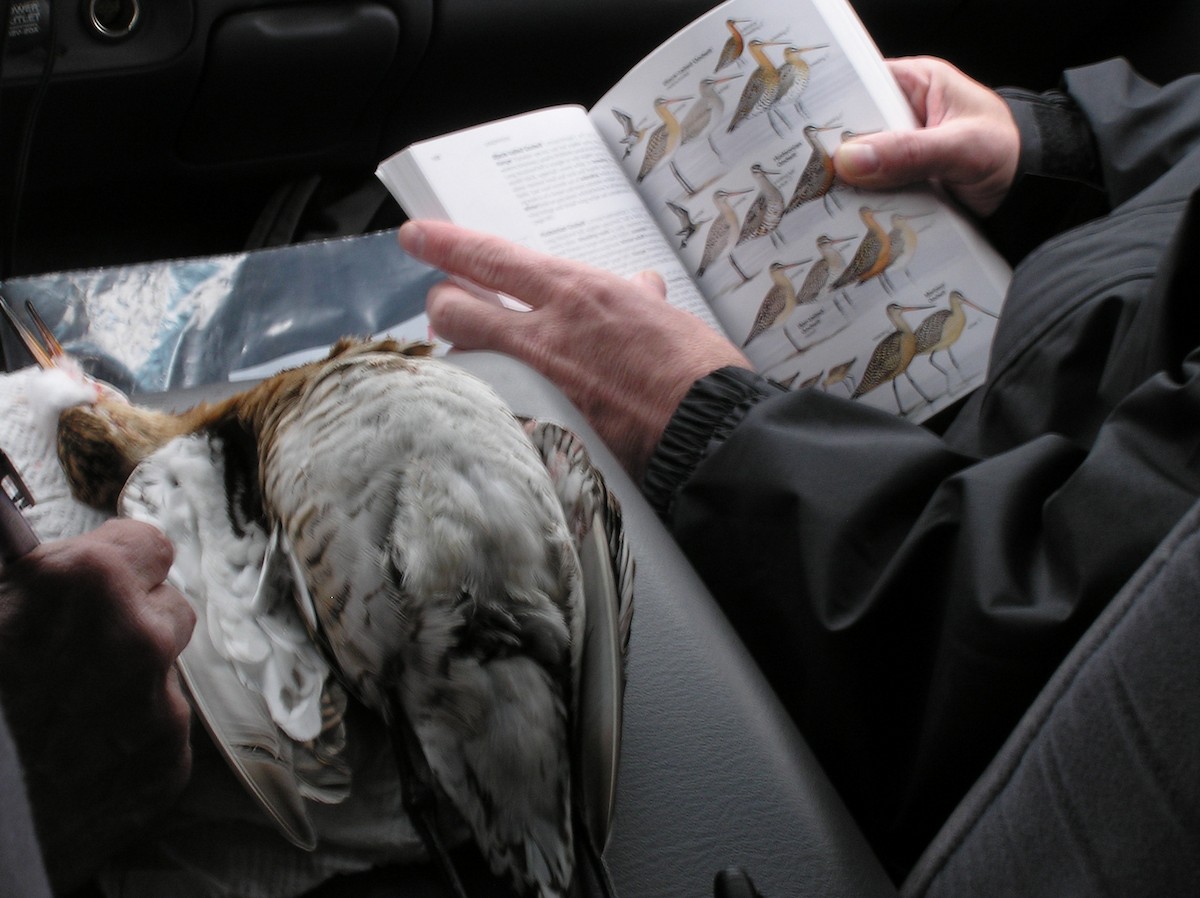 Black-tailed Godwit - ML622022573