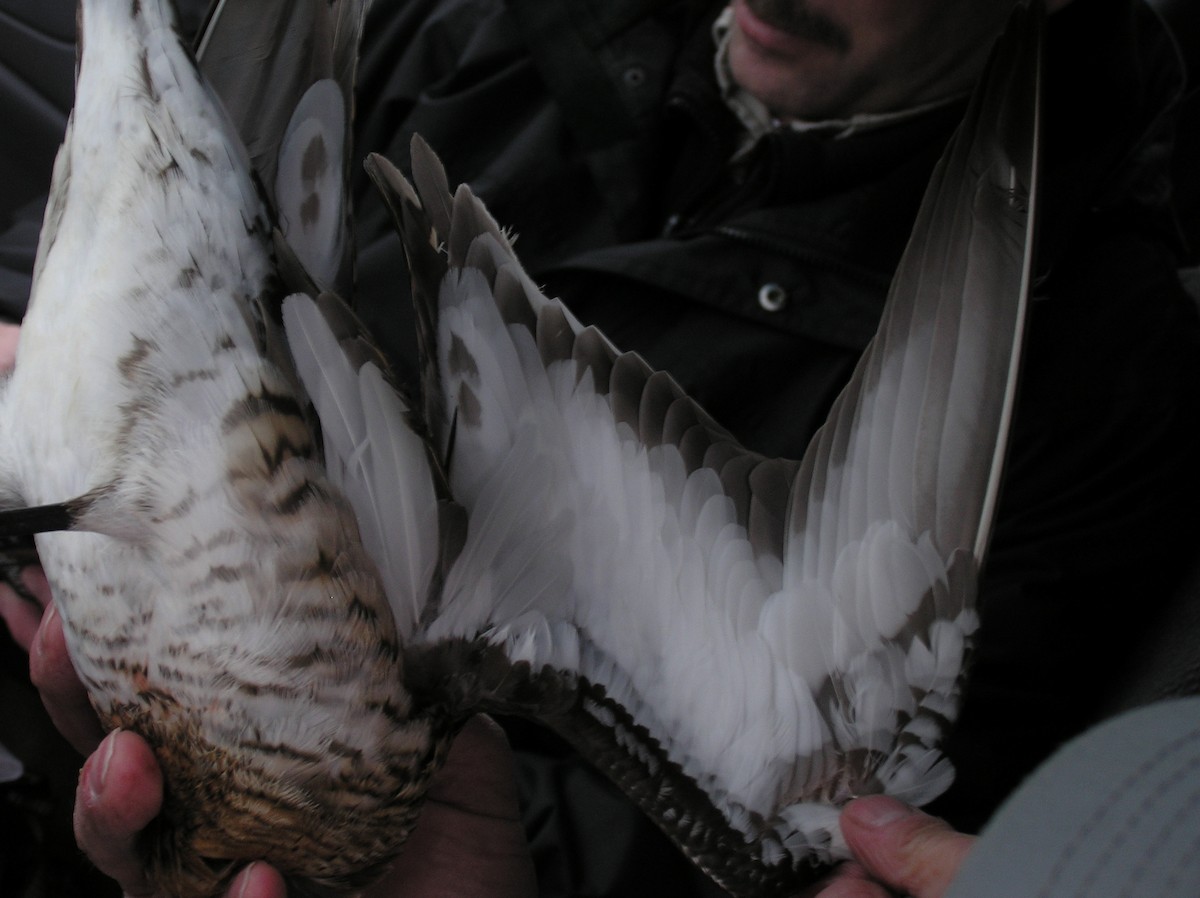 Black-tailed Godwit - ML622022576