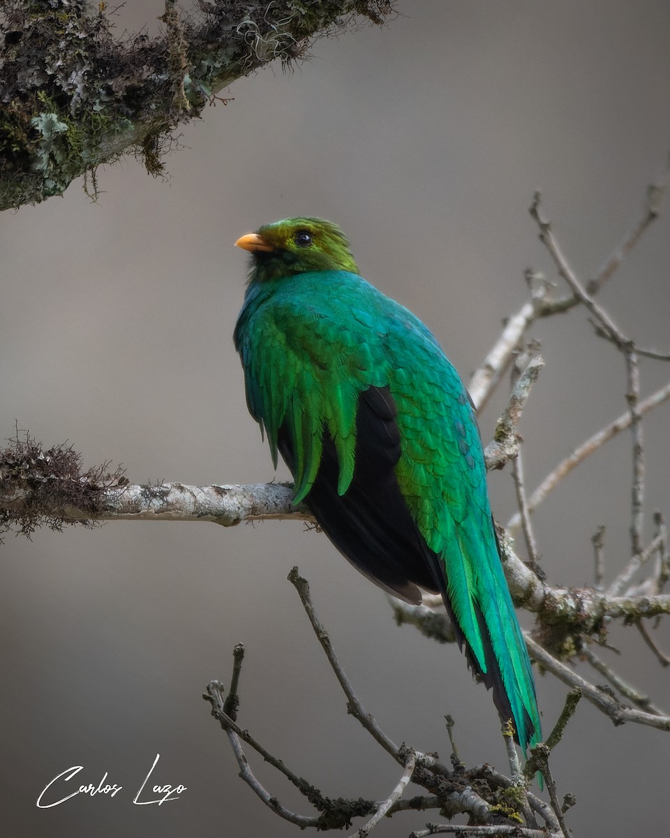Golden-headed Quetzal - ML622022660