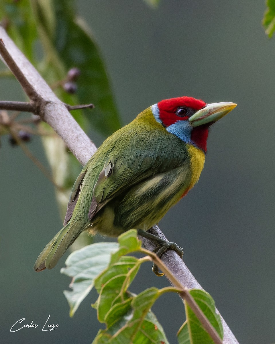 Versicolored Barbet - ML622022661