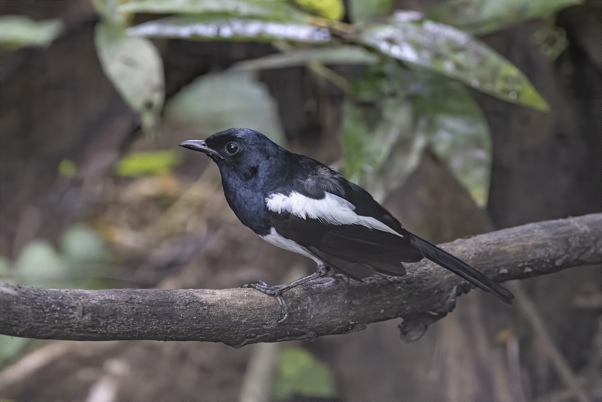 Philippine Magpie-Robin - ML622022668