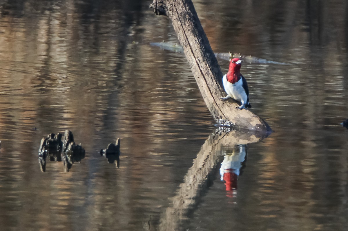 Red-headed Woodpecker - ML622022674