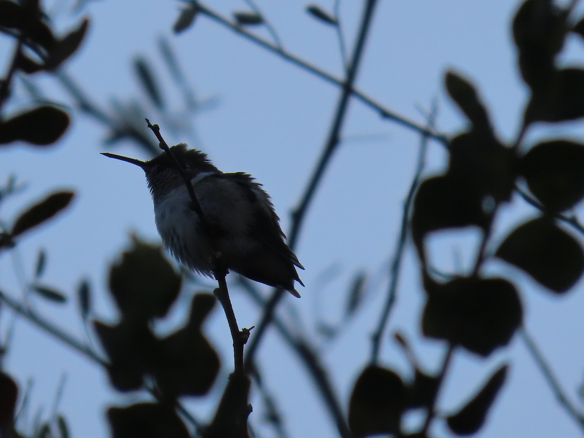Chilean Woodstar - Nelson Contardo