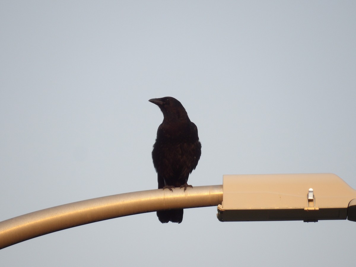 American Crow - Marcelo Gutierrez