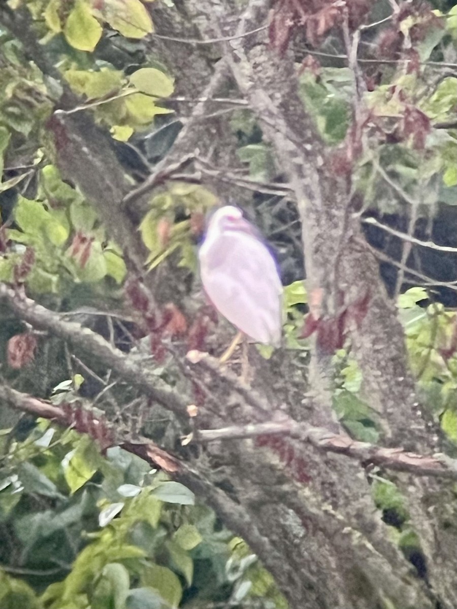 Little Blue Heron - ML622022711