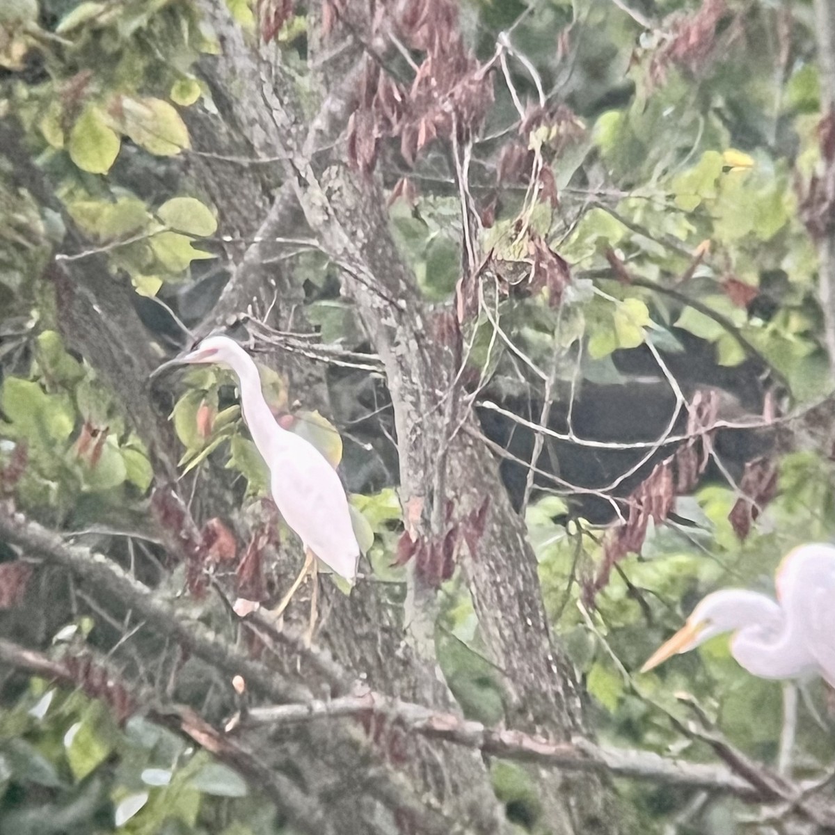 Little Blue Heron - ML622022712