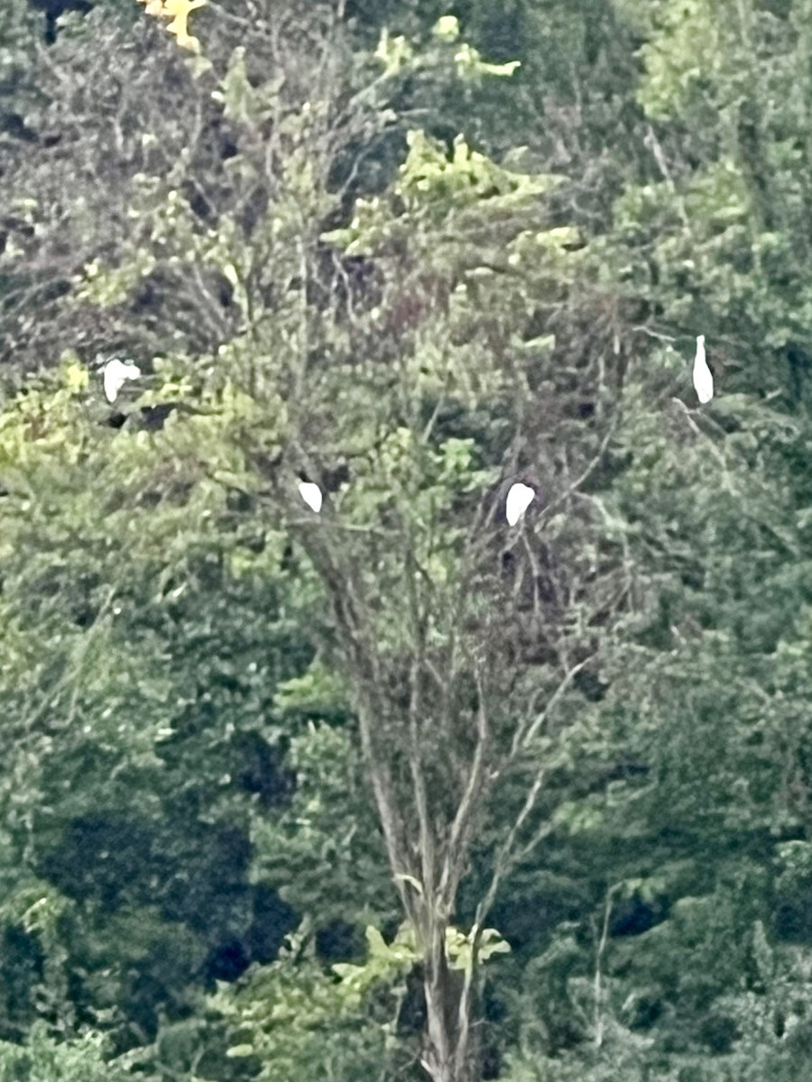 Little Blue Heron - ML622022715