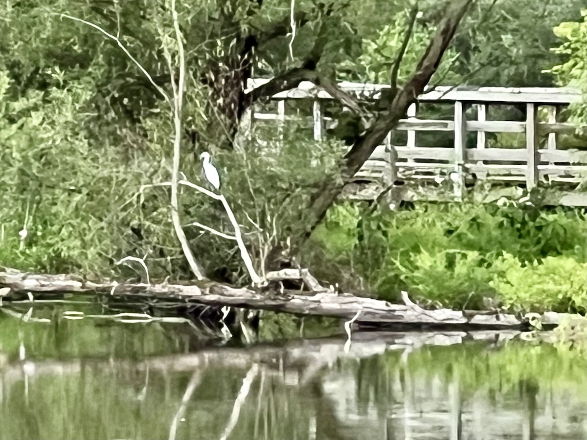Little Blue Heron - ML622022716