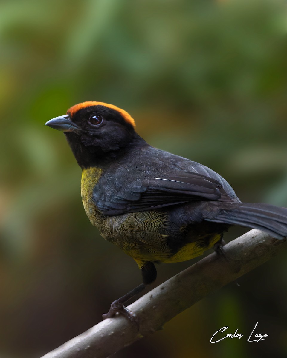 Black-faced Brushfinch - ML622022717