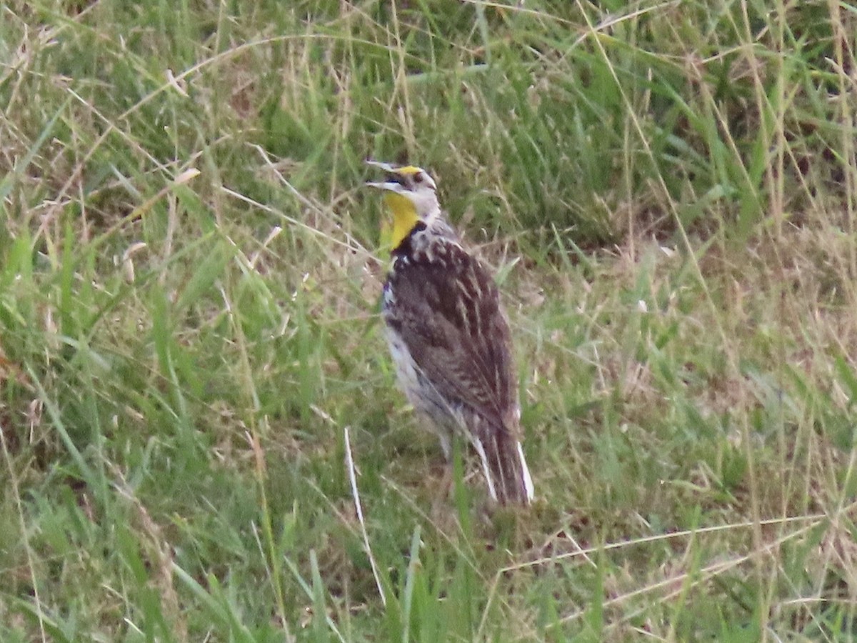 Eastern Meadowlark (Eastern) - Tim Carney