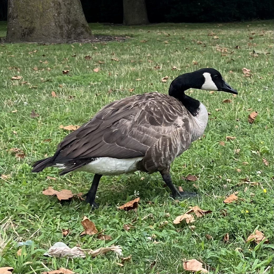 Canada Goose - Dawn Hovey