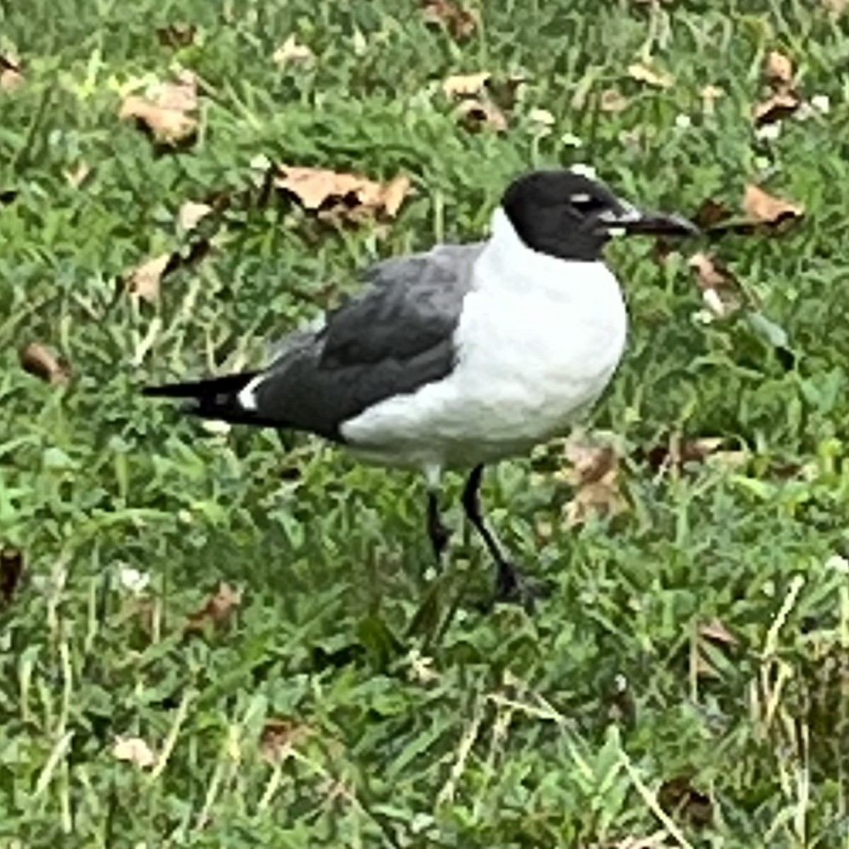 Laughing Gull - ML622022769