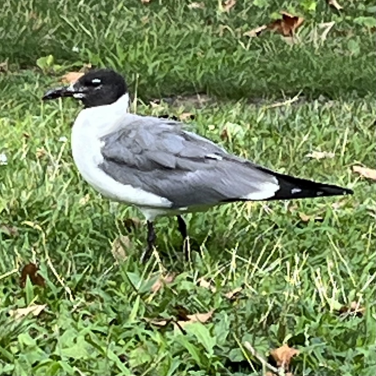 Laughing Gull - ML622022770