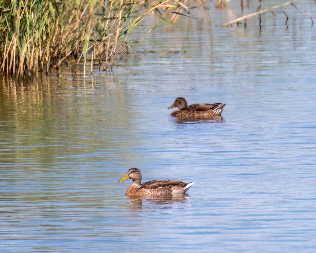Mallard - Victor Pássaro
