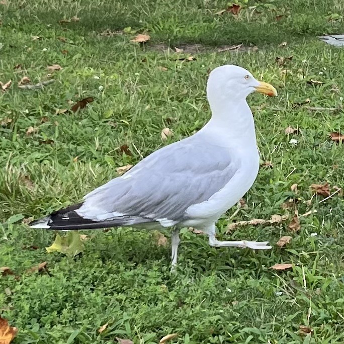 Herring Gull (American) - ML622022806