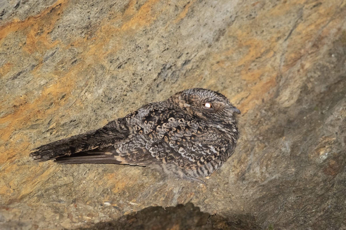 Lyre-tailed Nightjar - ML622022812