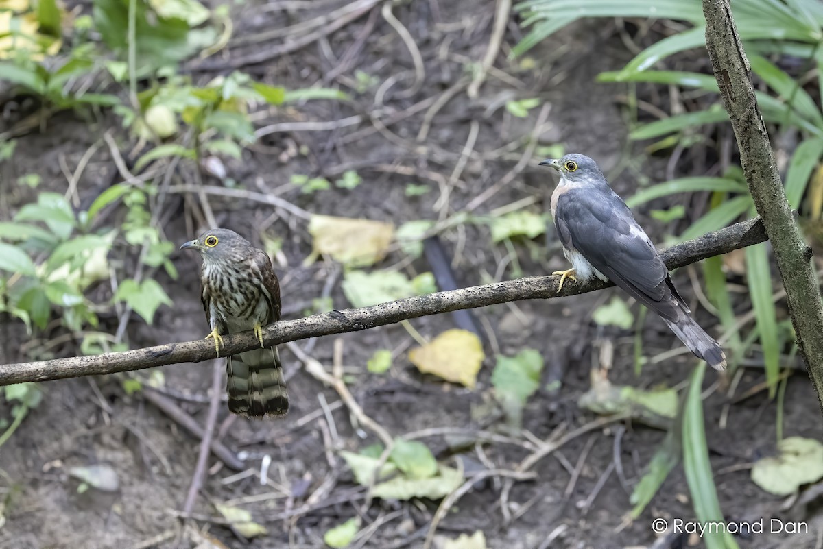 Philippine Hawk-Cuckoo - Raymond  Dan