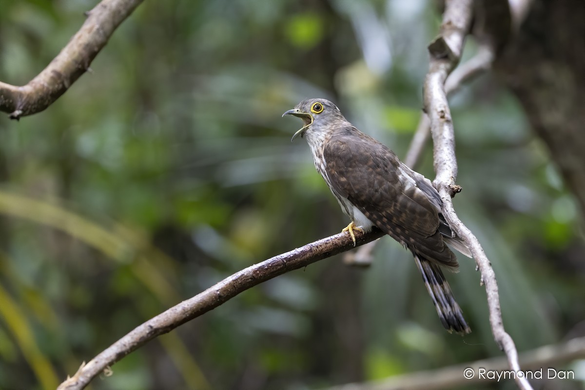 Philippine Hawk-Cuckoo - ML622022833