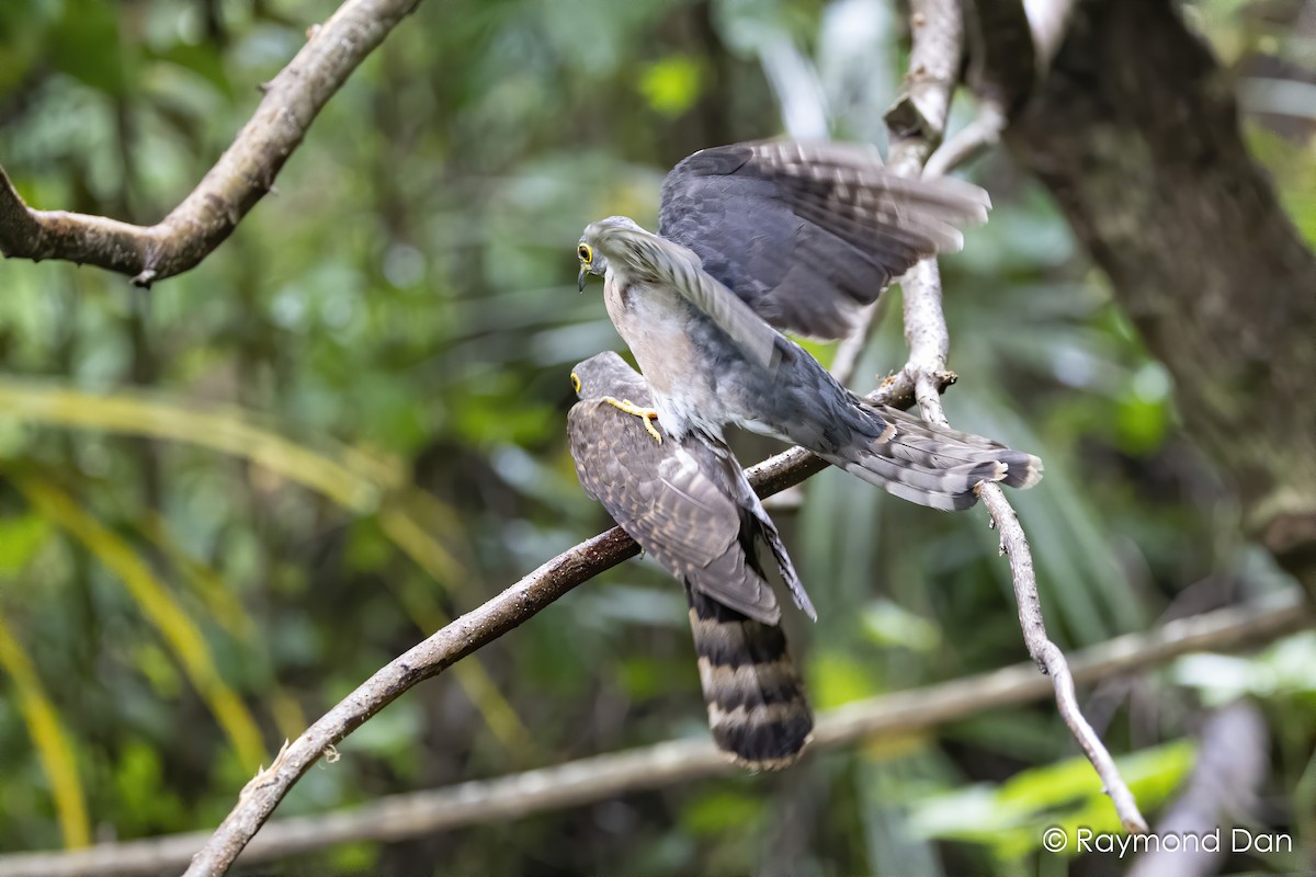 Philippine Hawk-Cuckoo - ML622022834