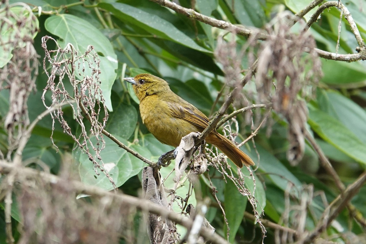 Oleaginous Hemispingus - Toby Holmes